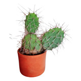 Cactus Tunilla Soehrensii Grande En Maceta