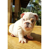 Cachorrita Bulldog Inglés 