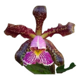 Orquidea Cattleya Schilleriana Tipo ' Aurion ' - Pré Adulta