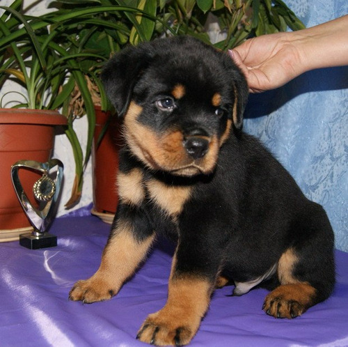 Faraónico Rottweiler Pedigri Microchip Garantía D Vida 2