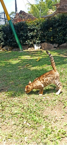 Gata Bengalí Bogotá, Medellín, Cali Animal Pets Colombia 