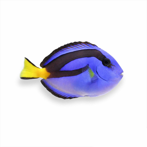 Pez Marino - Cirujano Azul - Paracanthurus Hepatus 