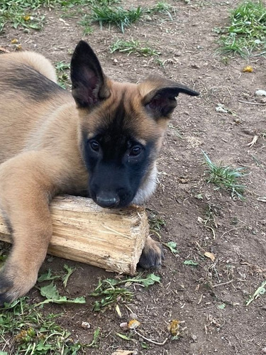 Perros Pastor Belga Malinois Puppy En Venta En Palmira