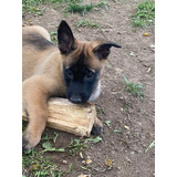 Perros Pastor Belga Malinois Puppy En Venta En Palmira