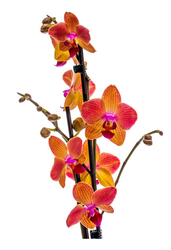 Planta Orquídea Naranja, Nueva Variedad