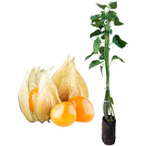 Muda De Physalis - Com 80cm Já Produziu