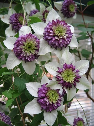 Semillas De Hermosa Flor Clematis Envío A Todo Chile