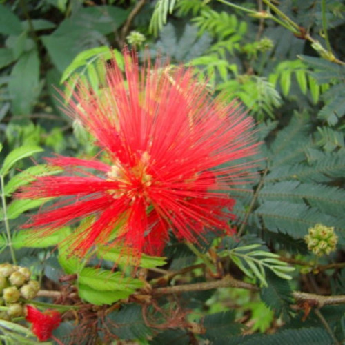 Semillas De Inga Fungens Árbol Semi Trepador Flor Hermosa 