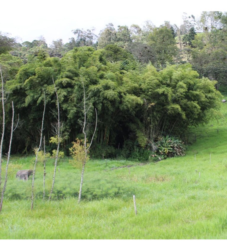Vive El Sueño: Venta De Finca Con Casa, Paraíso Rodeado De Naturaleza, Confort Y Tranquilidad. - Imagen 3