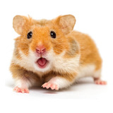 Hamster Sirio Angora