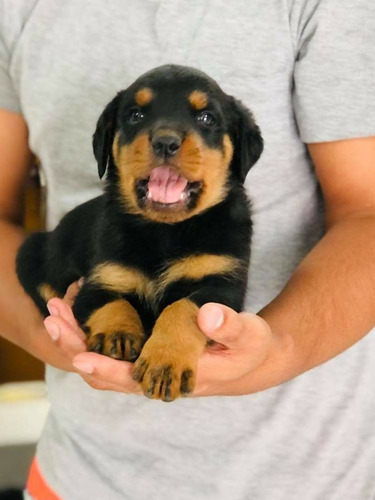 Cachorros Rottweiler  Adorables 