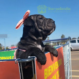 Cachorro Sharpei Negro 12