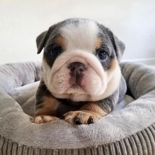 Cachorros Bulldog Ingles Perrito Bull Dog Puppy Cachorrito