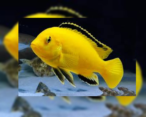 Peixe  Ciclídeo Africano Labdochromis Yellow Pct 4und