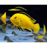 Peixe  Ciclídeo Africano Labdochromis Yellow Pct 4und