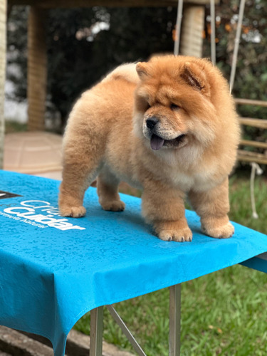 Chow Chow Filhotes