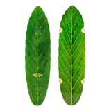 Habitat Tabla Skateboard Leaf Lines Verde 8.75 