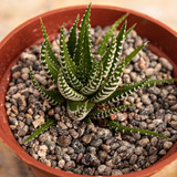 Haworthia Attenuata Zebra En Macetero Suculenta Ornamental