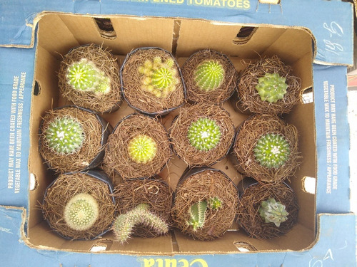 Caja De Cactus Y Suculentas 12pzs / Para Maceta De 4 