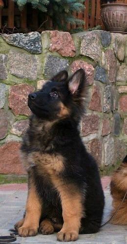 Perros Cachorros Pastor Alemán Aleman Perro De Pastoreo Pupy