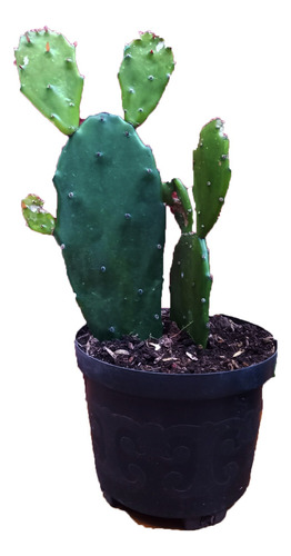 Cactus Opuntia Ficus Indica - Nopal