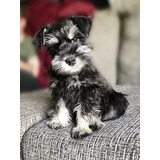 Cachorro Schnauzer Mini. Estancia La Nicola 05