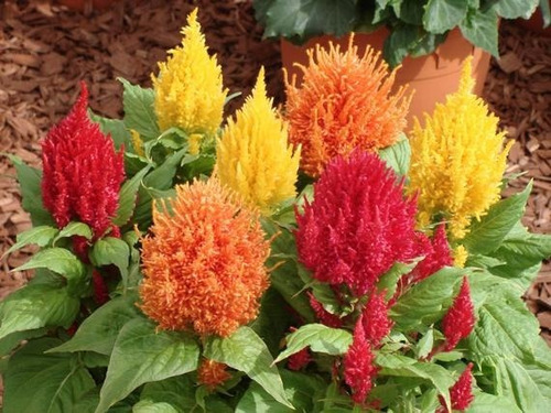 30 Semillas De Celosia Plumosa Colores Variados Exotica 