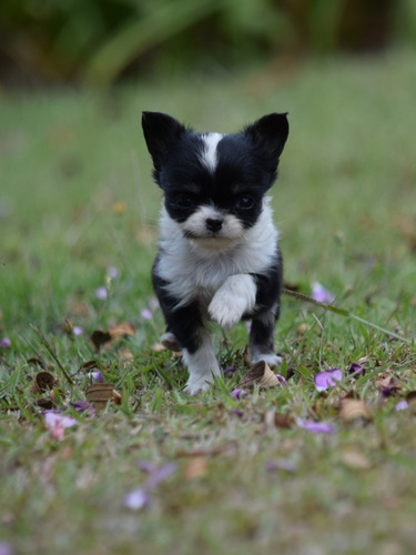Chihuahua Hembra Pelo Largo Cancan Mascotas 