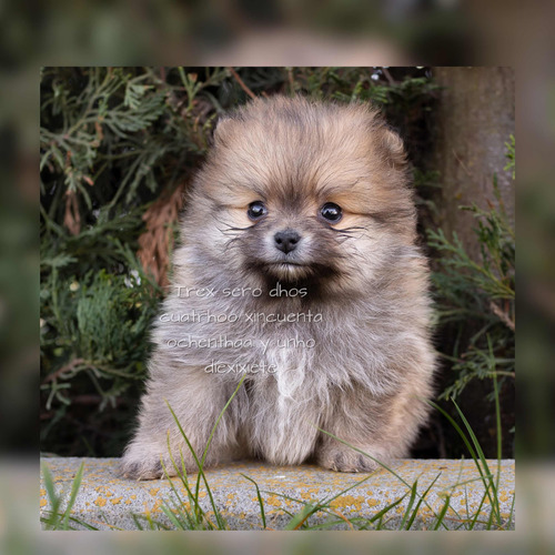 Pomerania Care Osos Tipo Rusos Boo