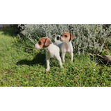 Cachorros Fox Terrier