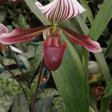 Orquídea Zapaticos Plántula. - Unidad a $15000