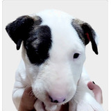 Bull Terrier Cachorro!!