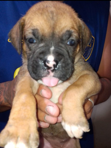 Cachorro. Boxer. Europeo Y Americano 