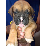 Cachorro. Boxer. Europeo Y Americano 