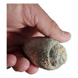  Amonites Fósiles Naturales Coleccion  Esp000591