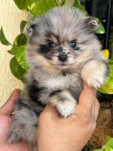 Pomerania Cachorras Hembras Color Merle