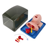 Modelo De Intubación Traqueal Neonatal Analógica Dual Pu