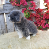 Coelho Mini Lop Linhagem Uruguaia/ Cor Blue Otter