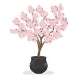 Cerezo Sakura Japonés Original - 60 Cm.