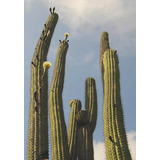 Semillas Cactus Echinopsis Chiloensis
