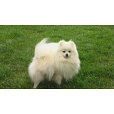 Spitz Alemao Macho Pomerania