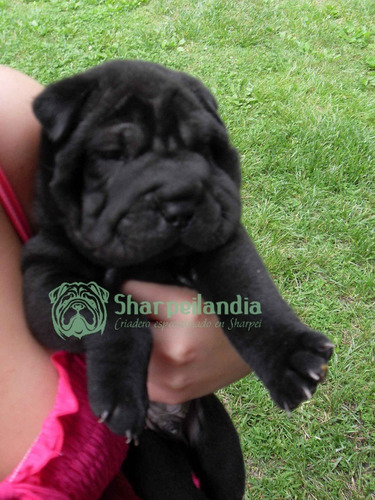 Cachorro Sharpei Negro 07