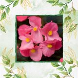 400 Semillas De Flor Begonia Pichón + Obsequio Germinación