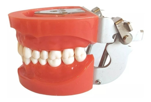 Arcada Modelo Dental Tipo Nissin 32 Piezas Encía Dura Stgo.
