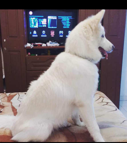 Hermosos Cachorros Samoyedo