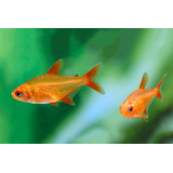 Peixe Tetra Red Cherry (lote Com 3 Peixes)