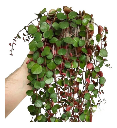 Peperomia Ruby Cascade 12 Piezas En Maceta 4 Pulgadas