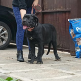 Cane Corso Filhotes Cbkc