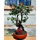 Bonsai Bugambilia