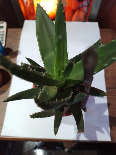 Aloe Vera O Sabila Medicinal, Planta De 30 Cm.